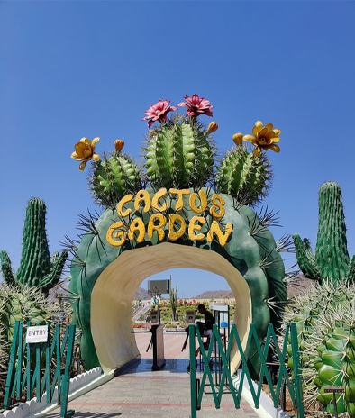 Cactus Garden